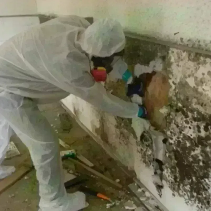 Mold Remediation and Removal in Shrewsbury, NJ